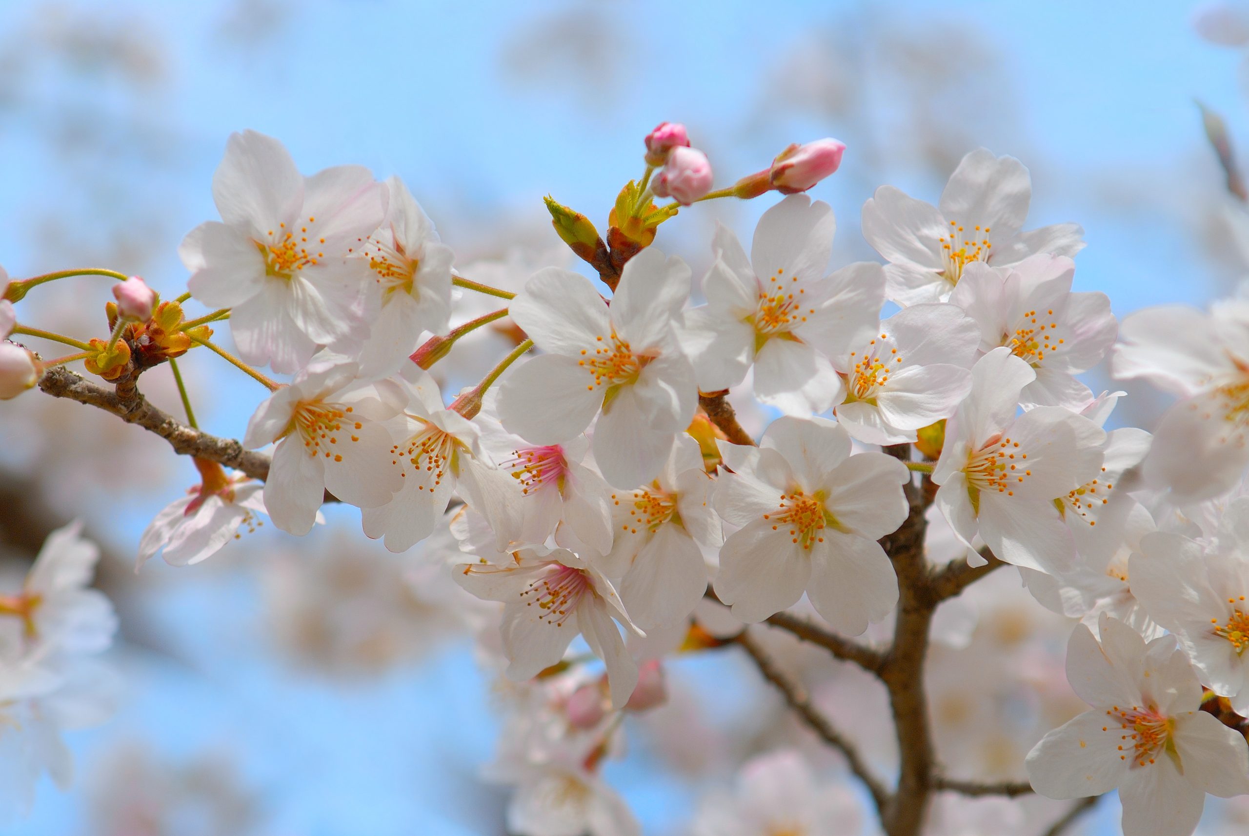 卒業生の進路:2020年春